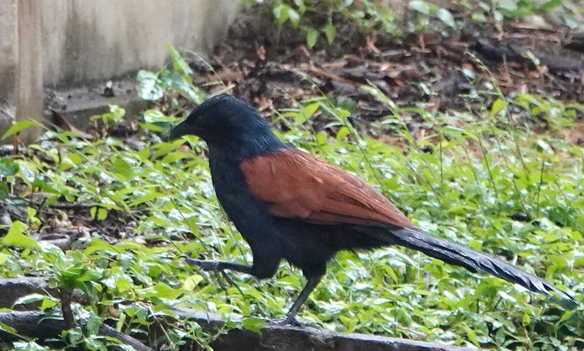 オオバンケン - ML646840957