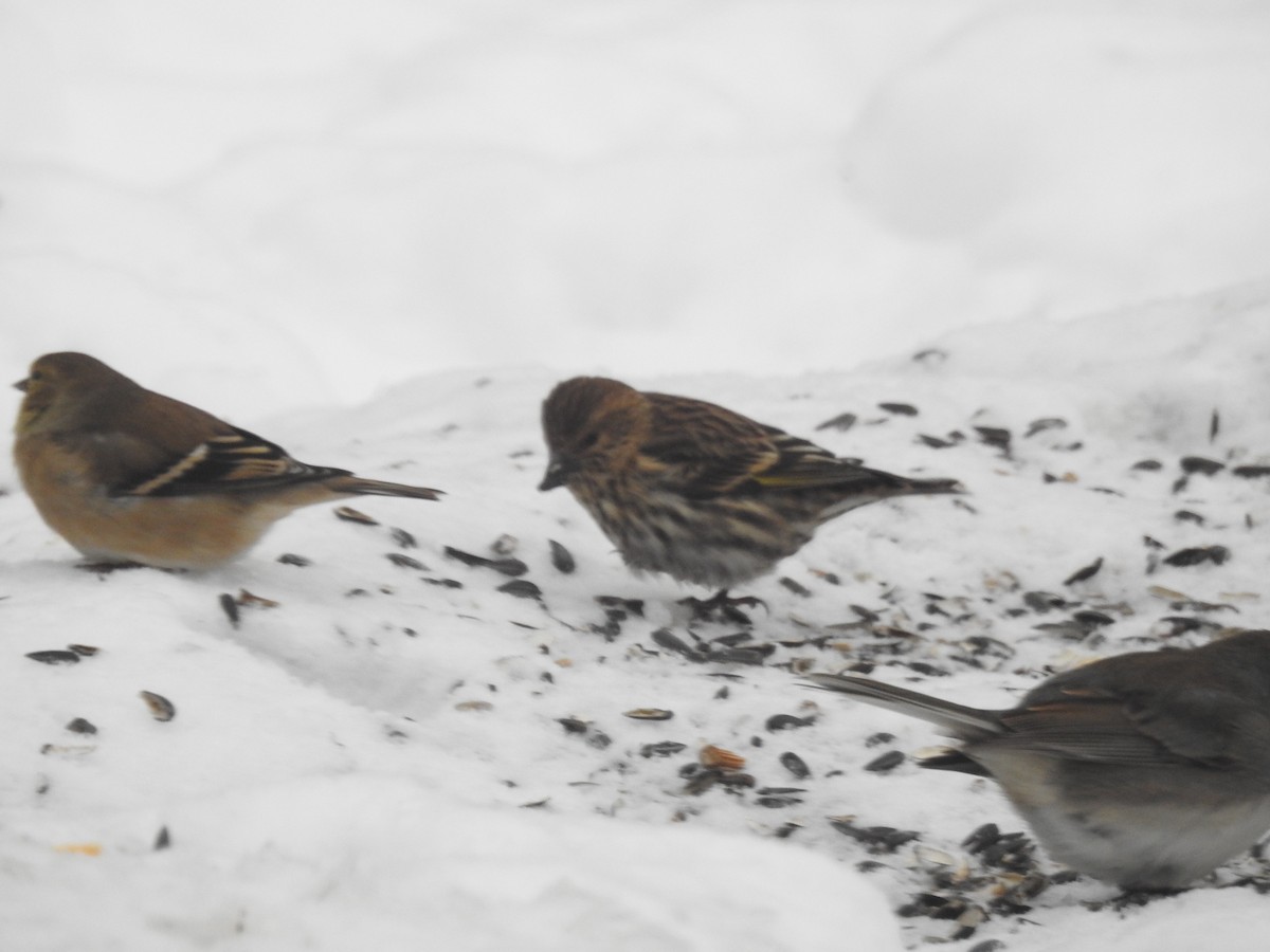 マツノキヒワ - ML646840958