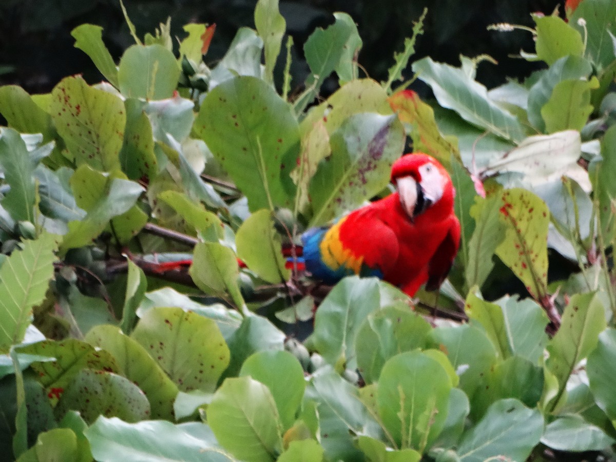 コンゴウインコ - ML646840959