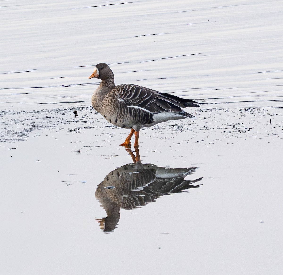 マガン - ML646840960