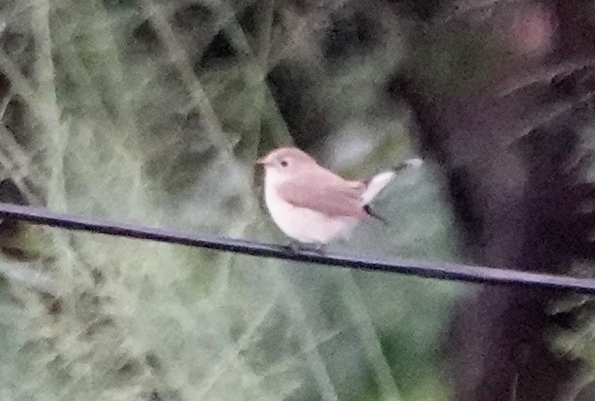 オジロビタキ - ML646840962