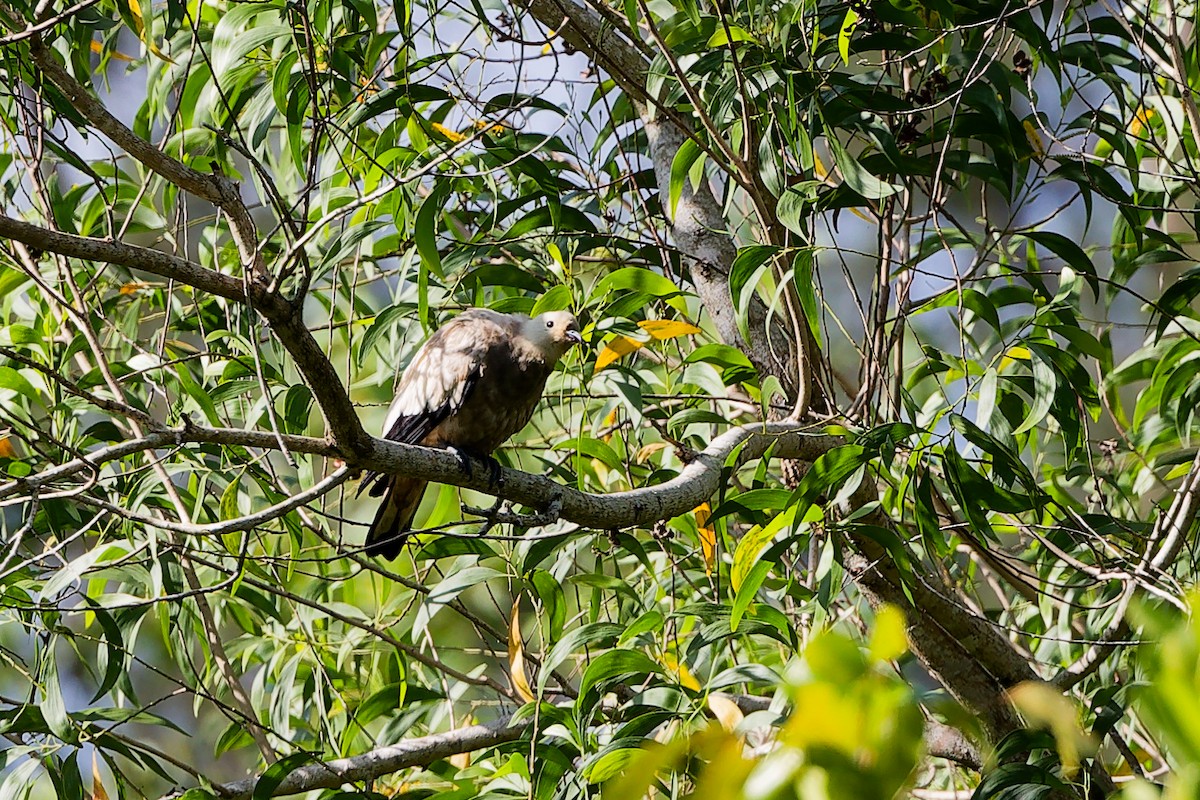 ソデグロバト - ML646840964