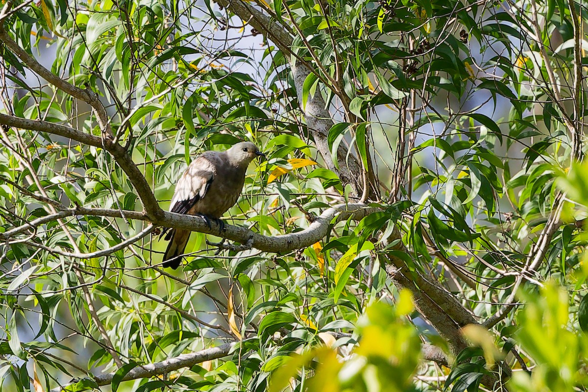 ソデグロバト - ML646840965