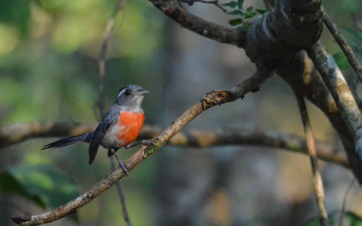 コムネアカアメリカムシクイ - ML646840967