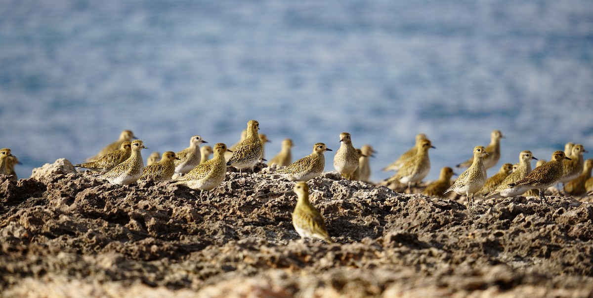 ヨーロッパムナグロ - ML646840970