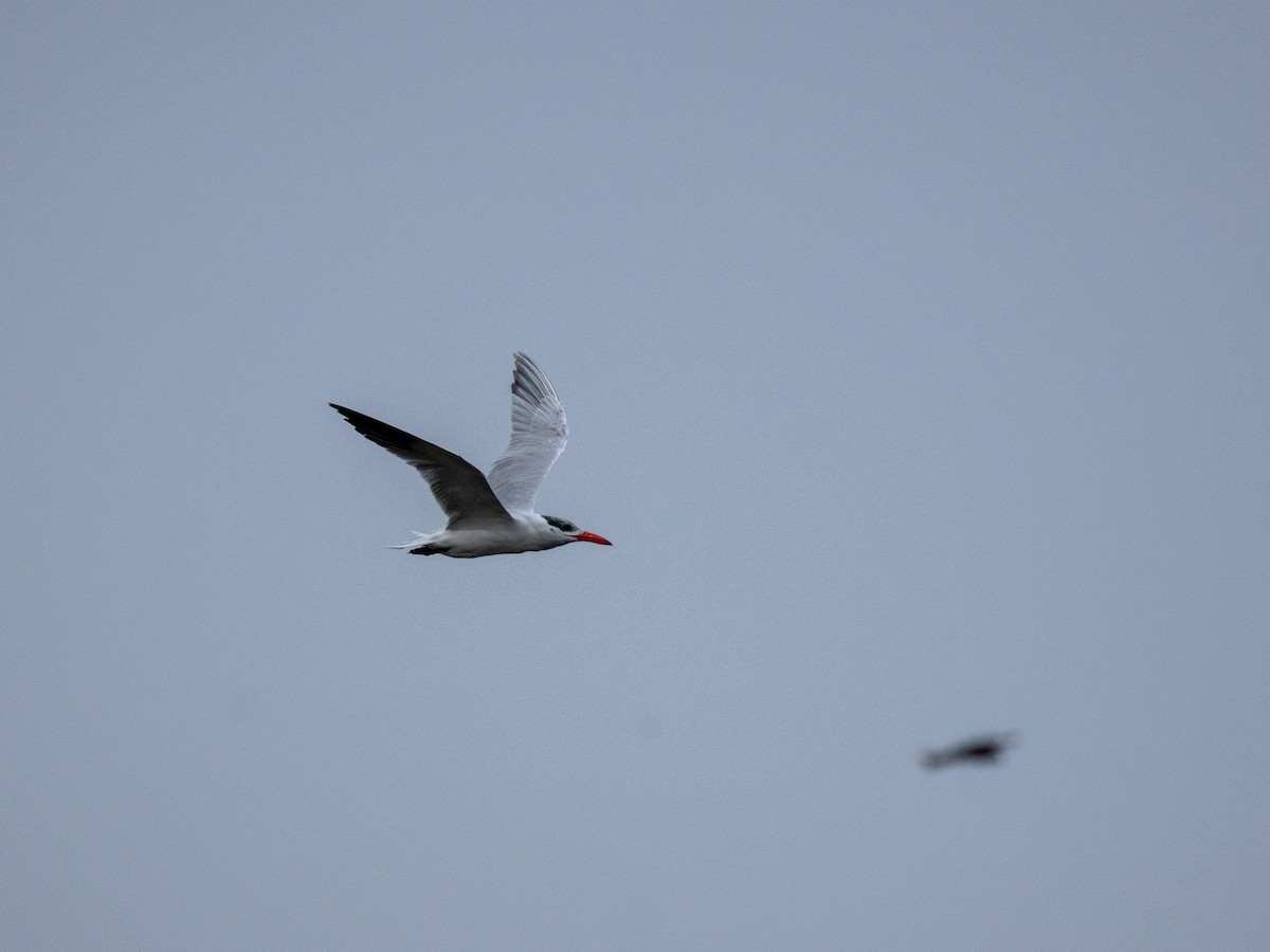 オニアジサシ - ML646840971