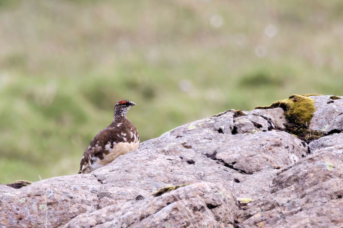 ライチョウ - ML646840972