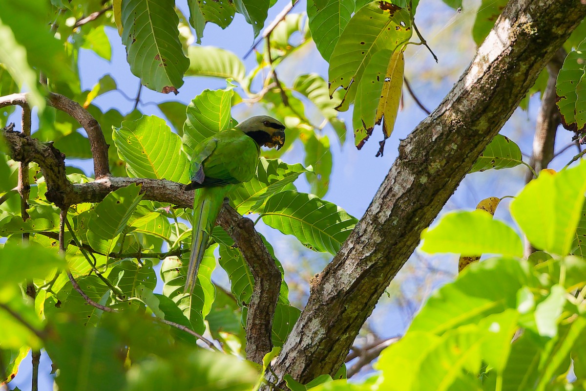 オナガダルマインコ - ML646840973
