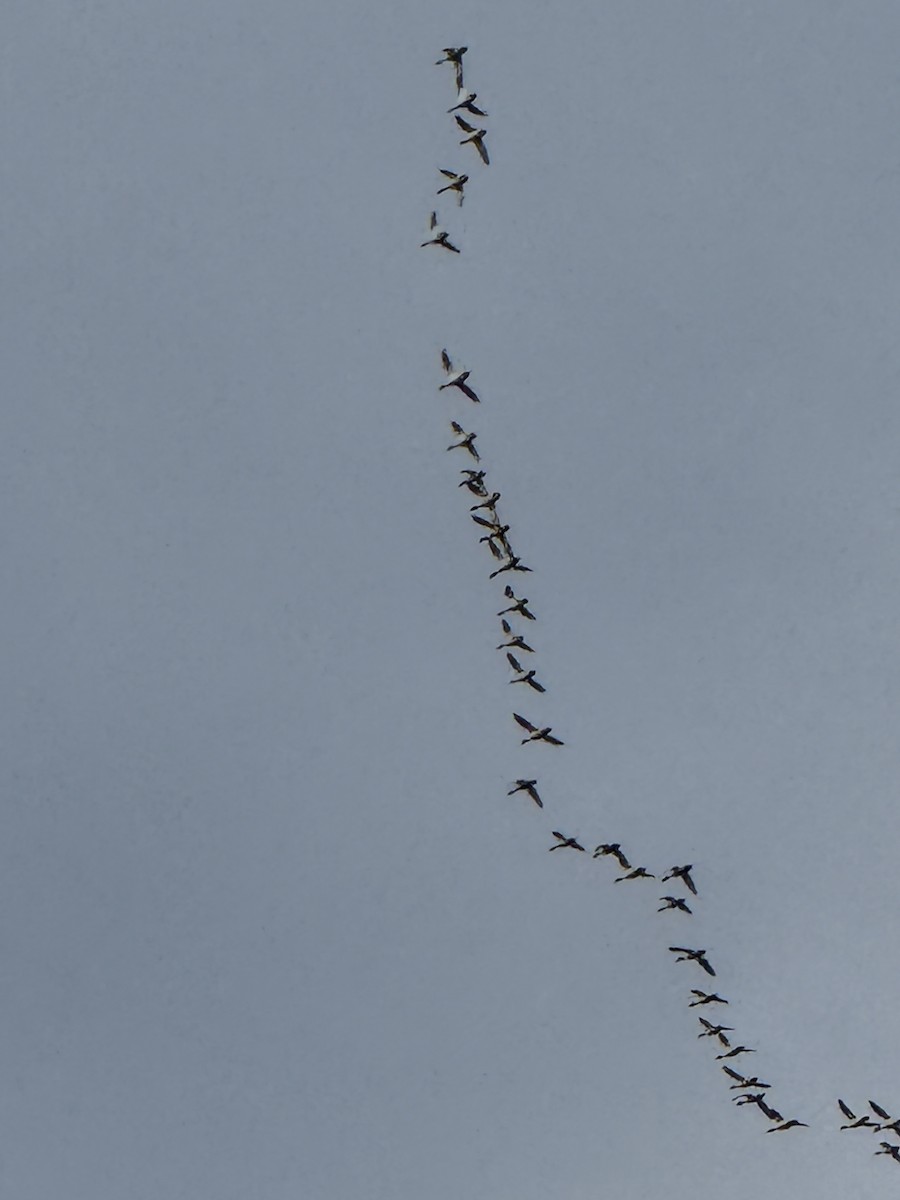 カワアイサ - ML646840974