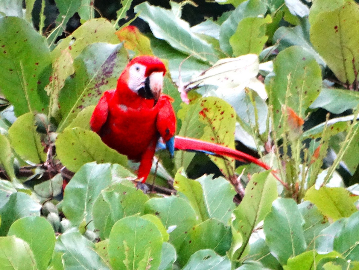 コンゴウインコ - ML646840975