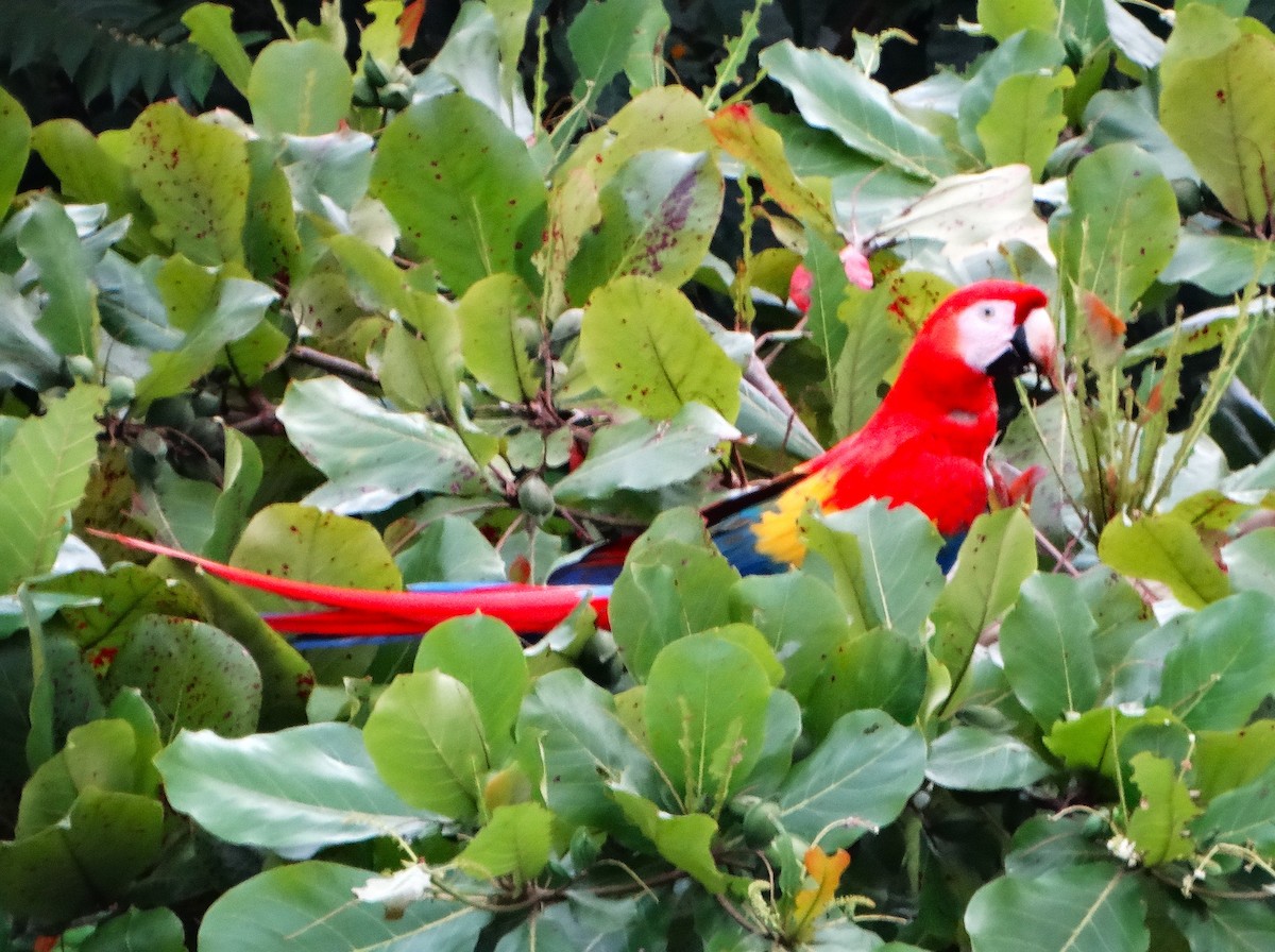 コンゴウインコ - ML646840976