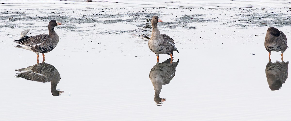 マガン - ML646840977