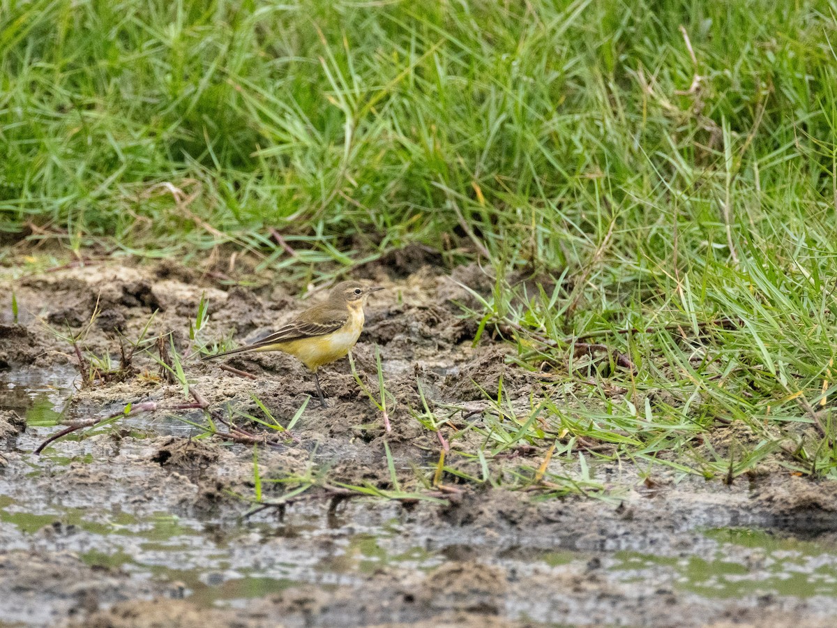 Western Yellow Wagtail - ML646840978