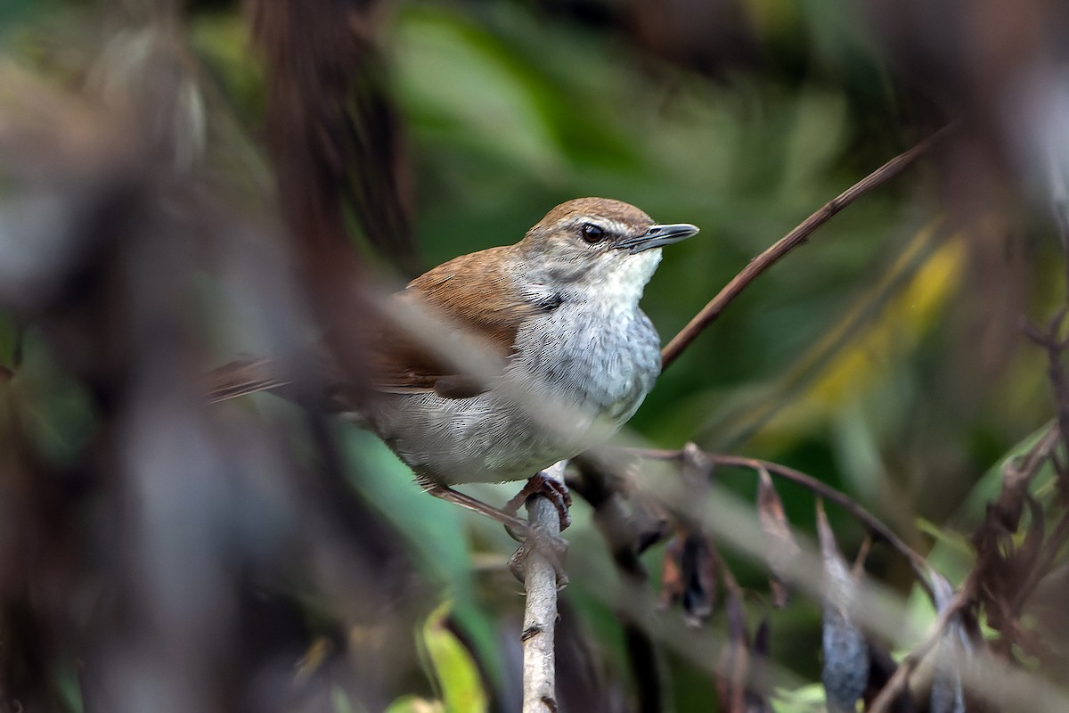 Bambu Kamışçını - ML646840991