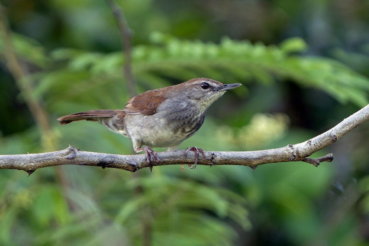 Bambu Kamışçını - ML646840992
