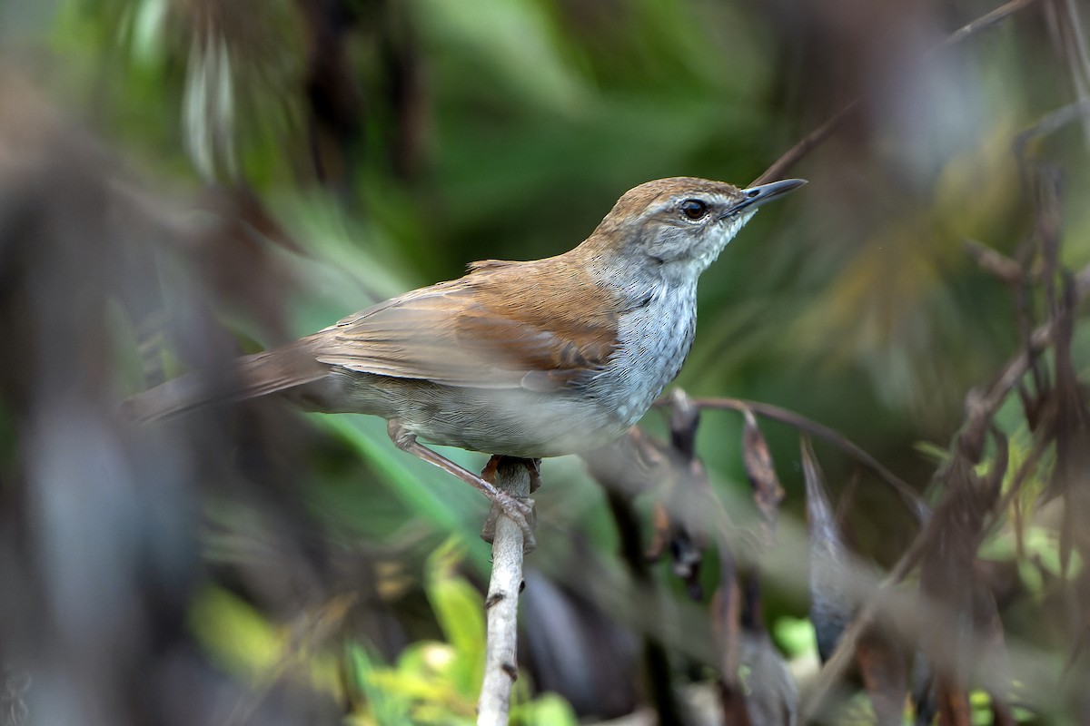 Bambu Kamışçını - ML646840993