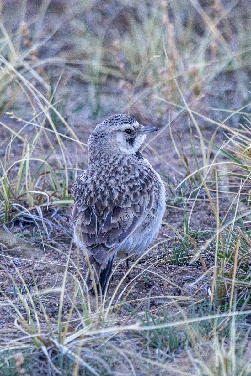 Horned Lark - ML646840994