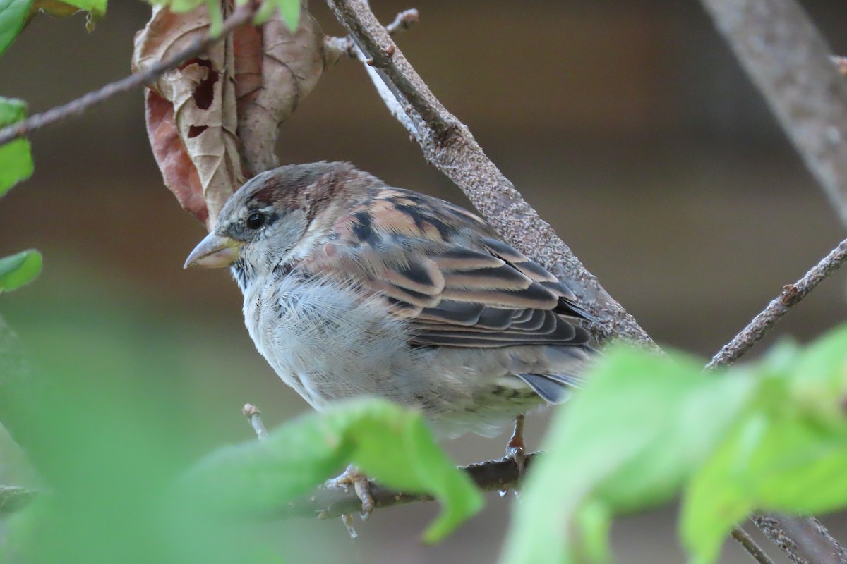 House Sparrow - ML646840995