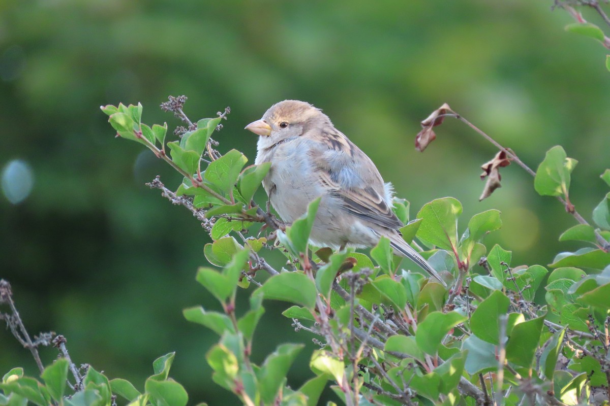 House Sparrow - ML646840996