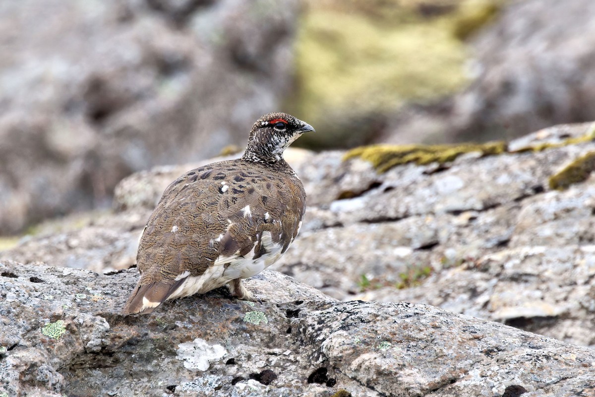 Тундровая куропатка - ML646840997