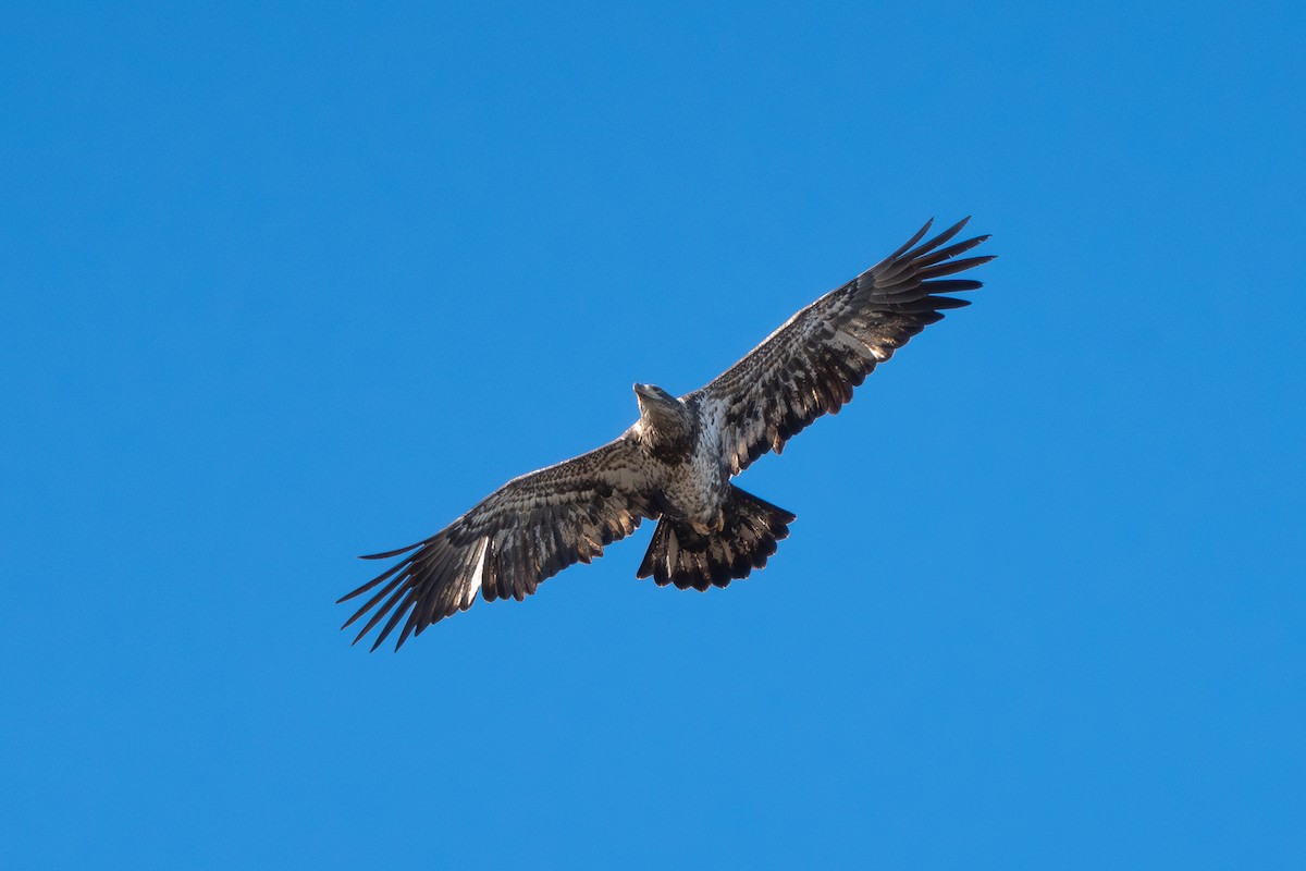 orel bělohlavý - ML646840998