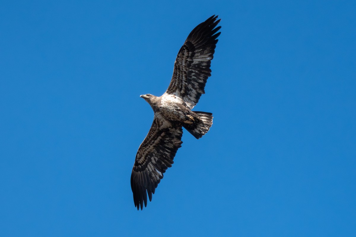 orel bělohlavý - ML646840999