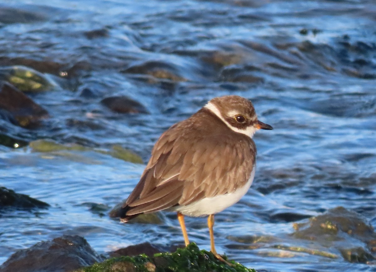 Semipalmated Plover - ML646841001