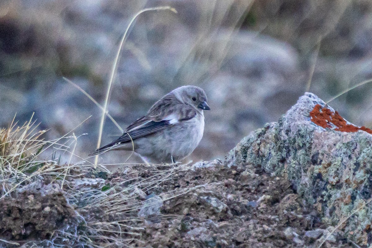 Black-winged Snowfinch - ML646841002