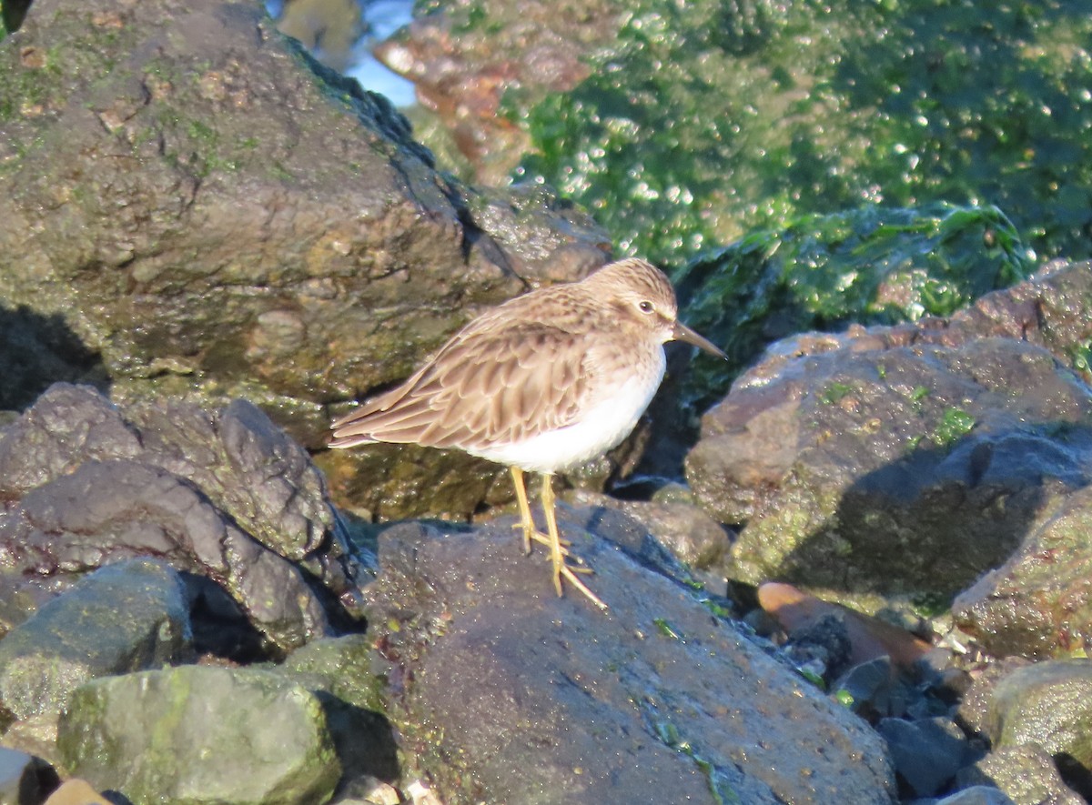 Least Sandpiper - ML646841005
