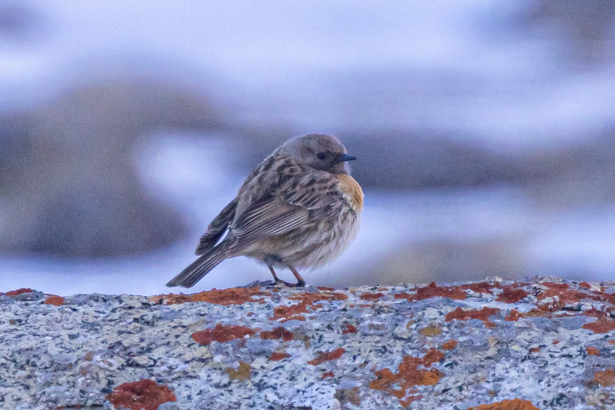 Robin Accentor - ML646841006
