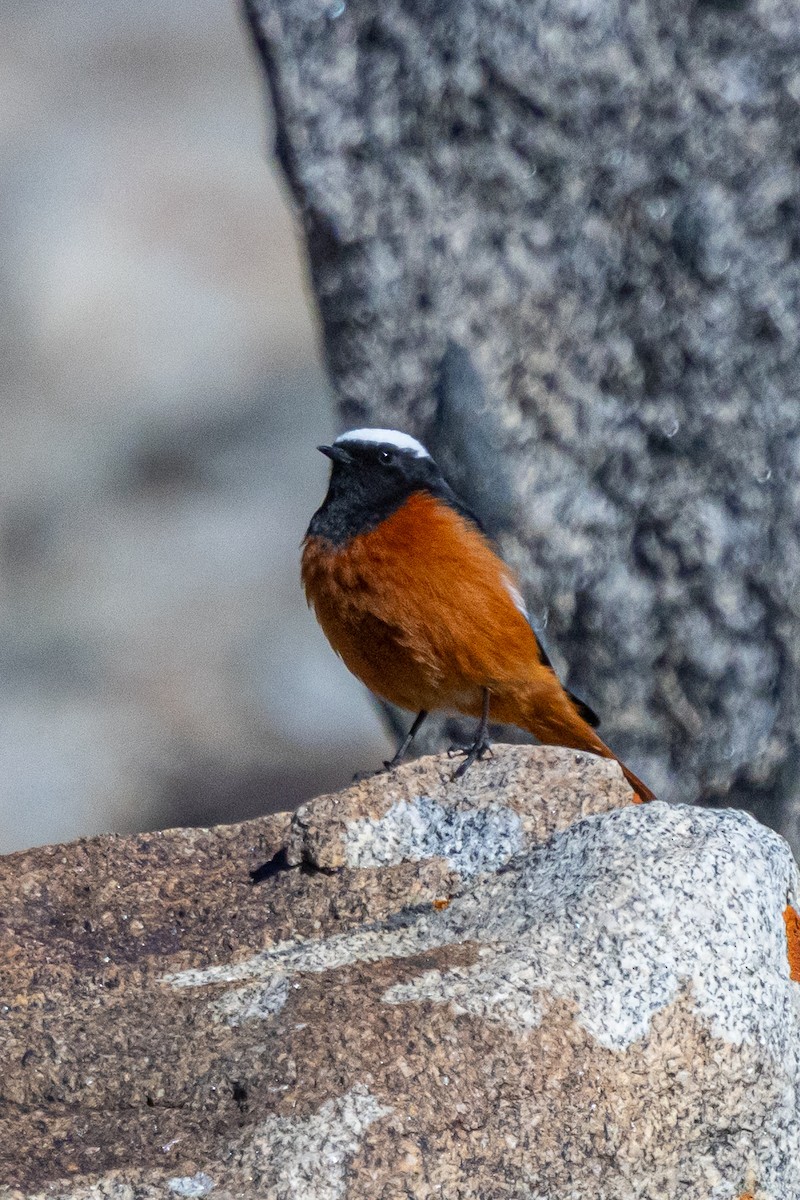 White-winged Redstart - ML646841007