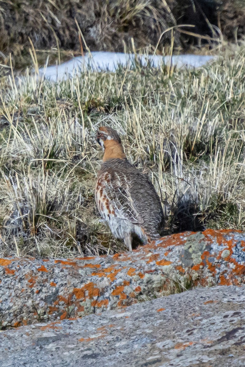 Tibetan Partridge - ML646841008