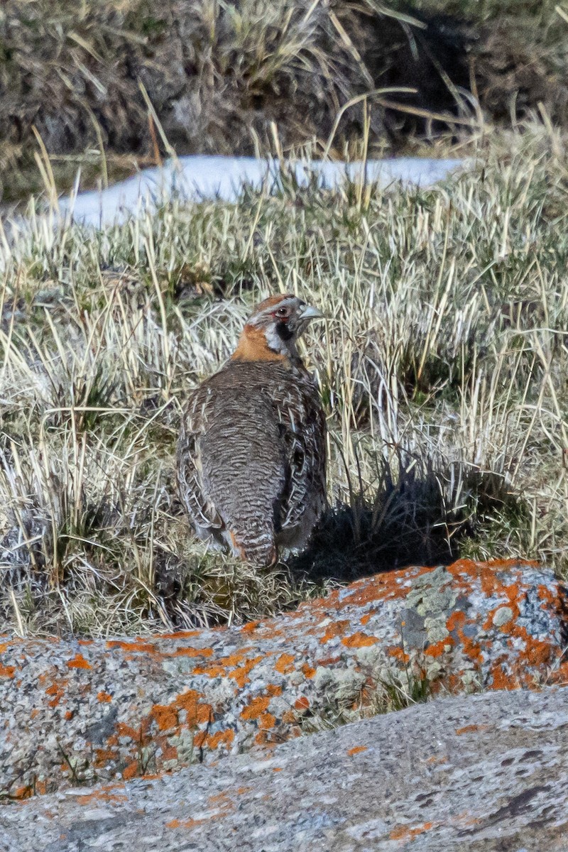 Tibetan Partridge - ML646841009