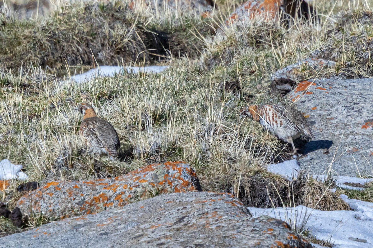 Tibetan Partridge - ML646841010