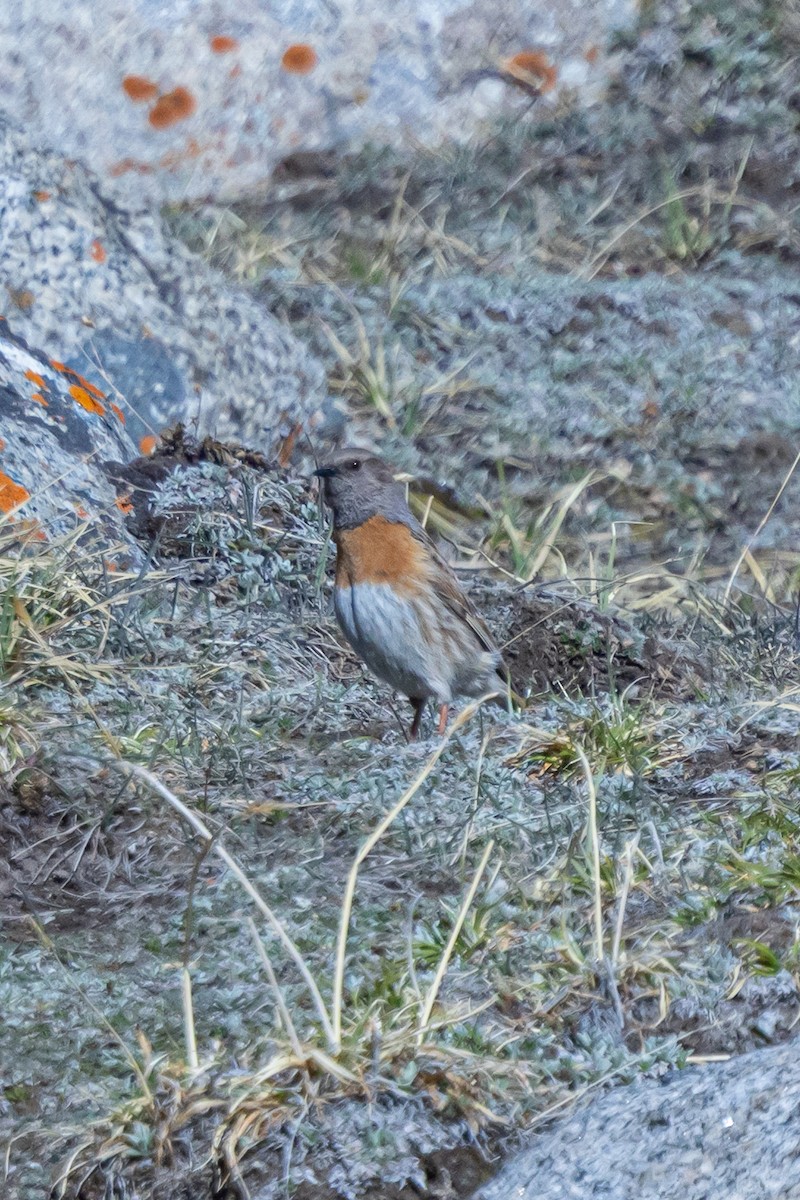 Robin Accentor - ML646841011