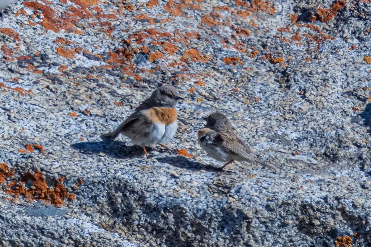 Robin Accentor - ML646841012