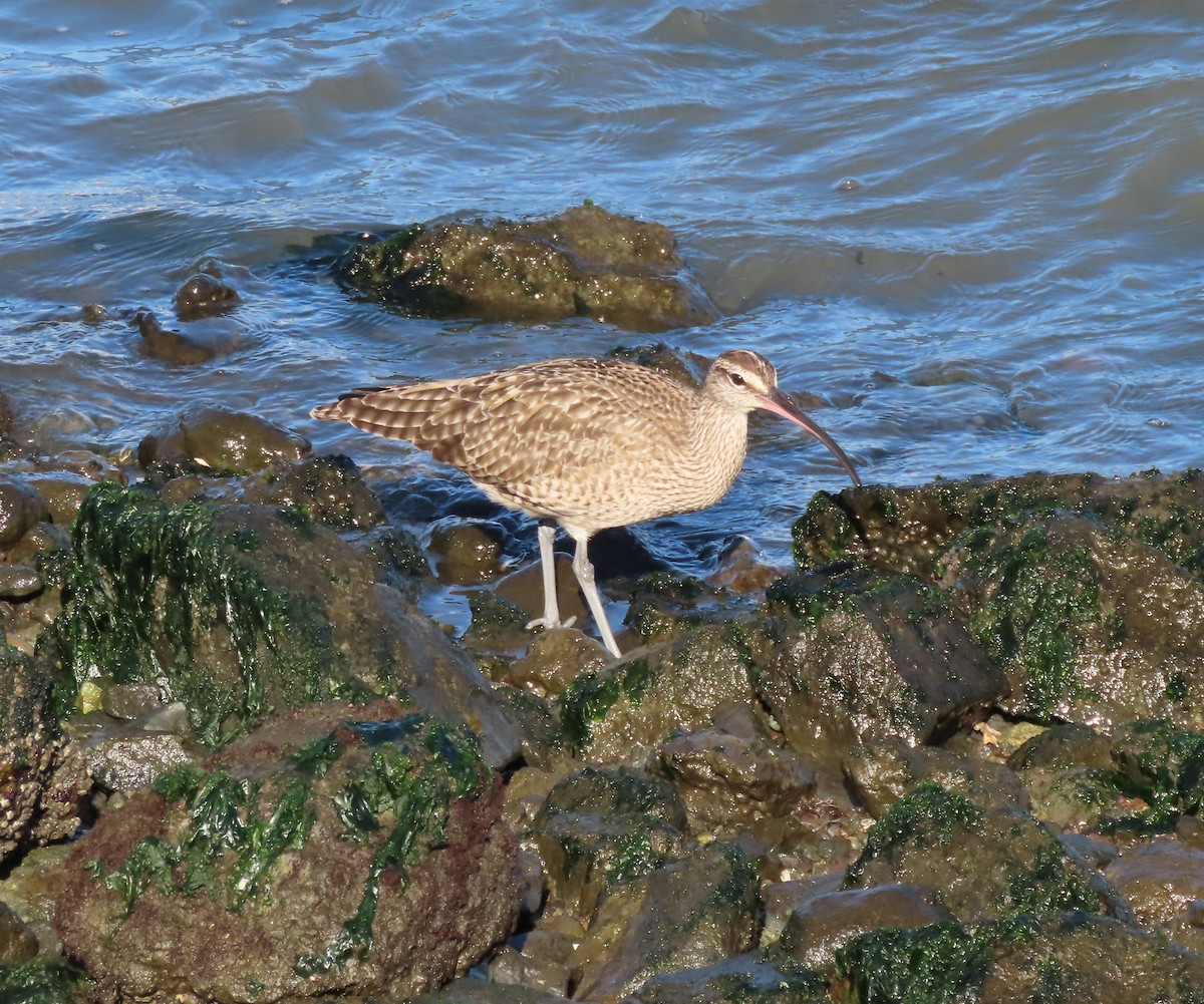 Hudsonian Whimbrel - ML646841023