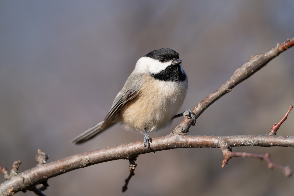 sýkora karolínská - ML646841024