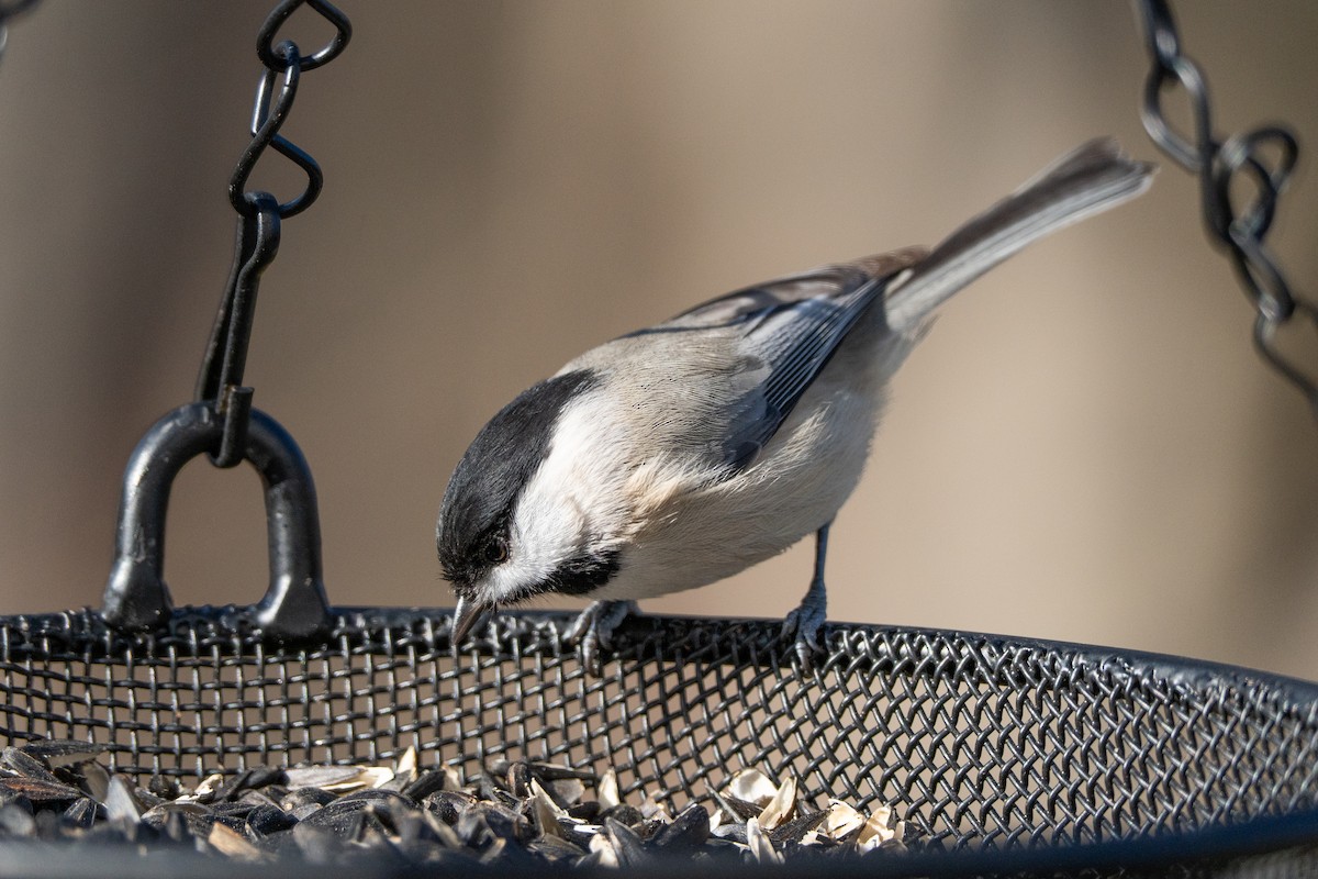 sýkora karolínská - ML646841025