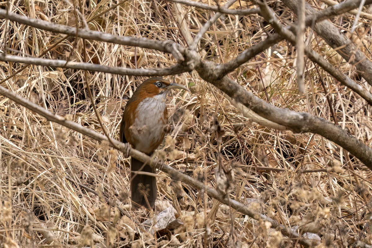 Rusty-cheeked Scimitar-Babbler - ML646841032