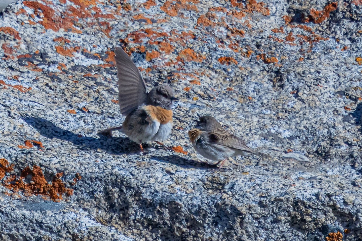 Robin Accentor - ML646841037