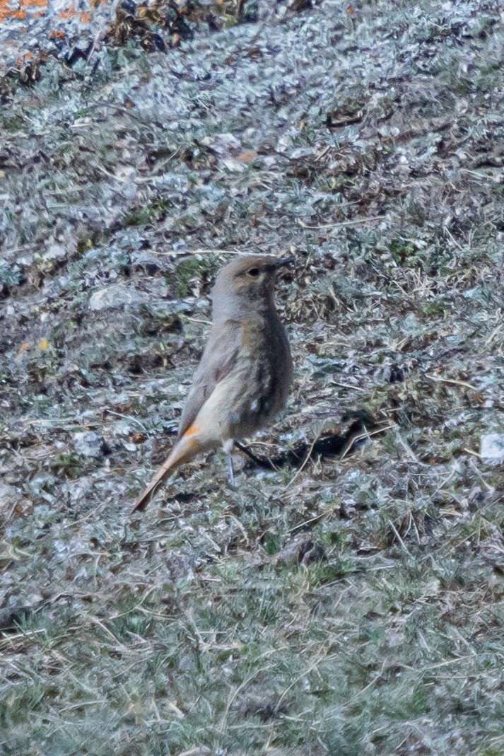 White-winged Redstart - ML646841040