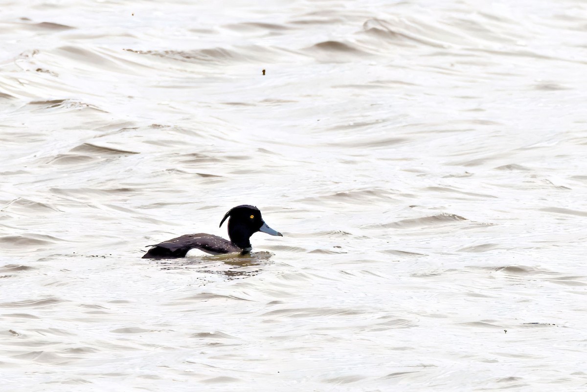 Хохлатая чернеть - ML646841041