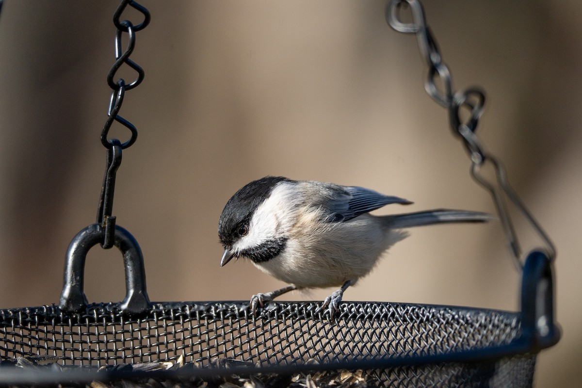 sýkora karolínská - ML646841043