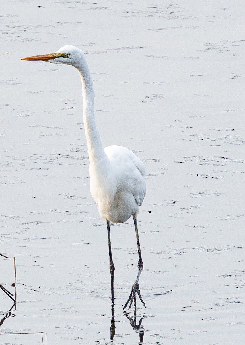 Koartza zuria - ML646841046