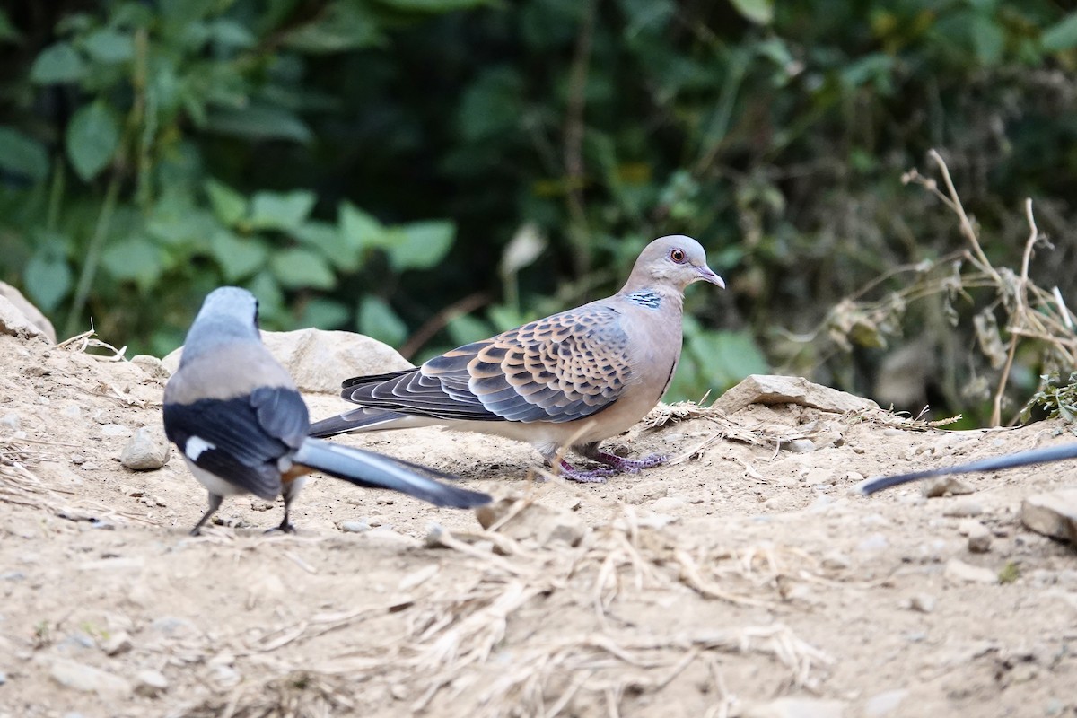 Oriental Turtle-Dove - ML646841047