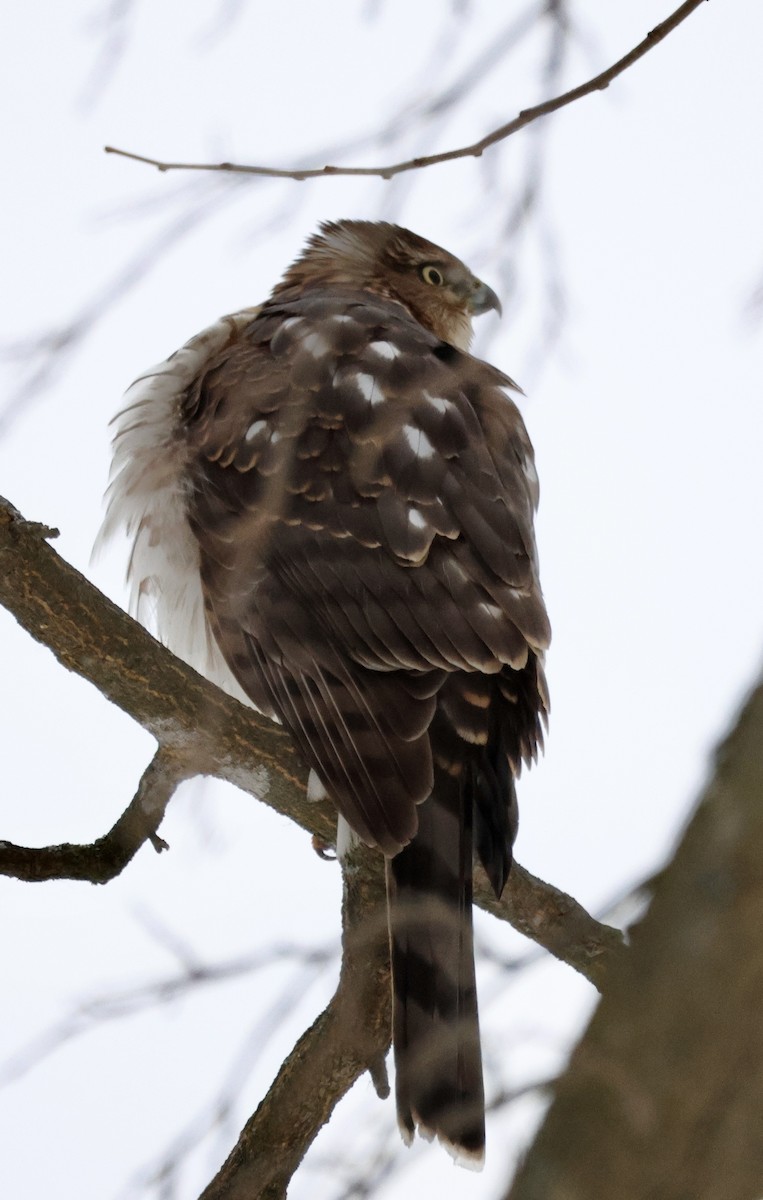 jestřáb americký - ML646841052