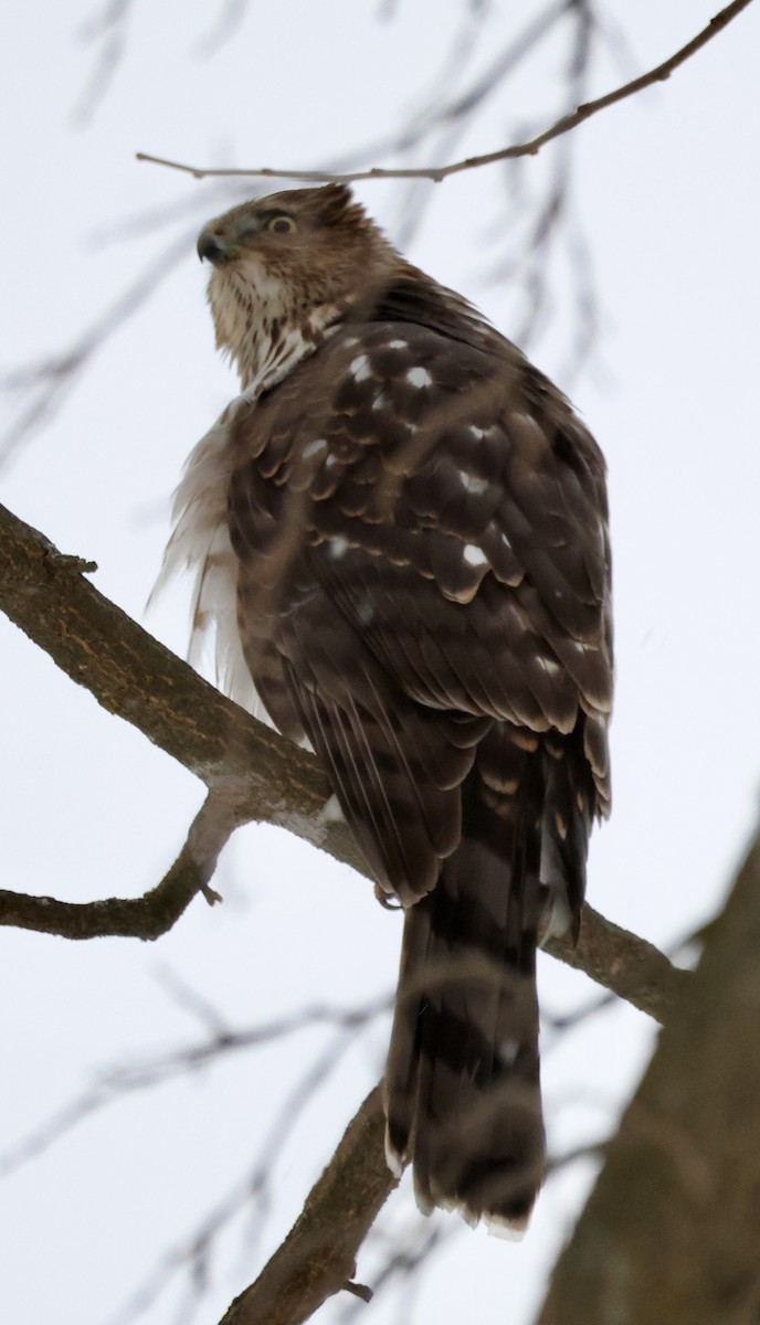 jestřáb americký - ML646841053