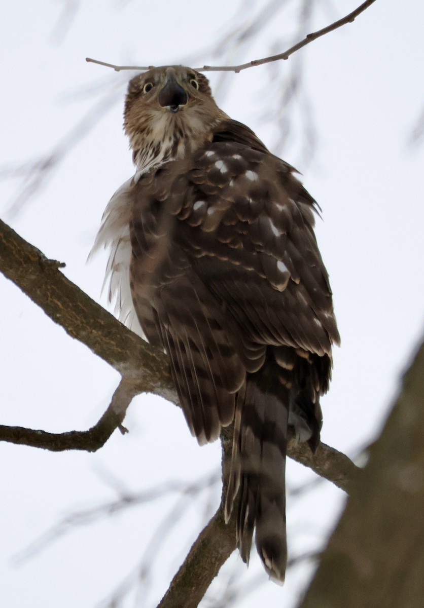 jestřáb americký - ML646841054