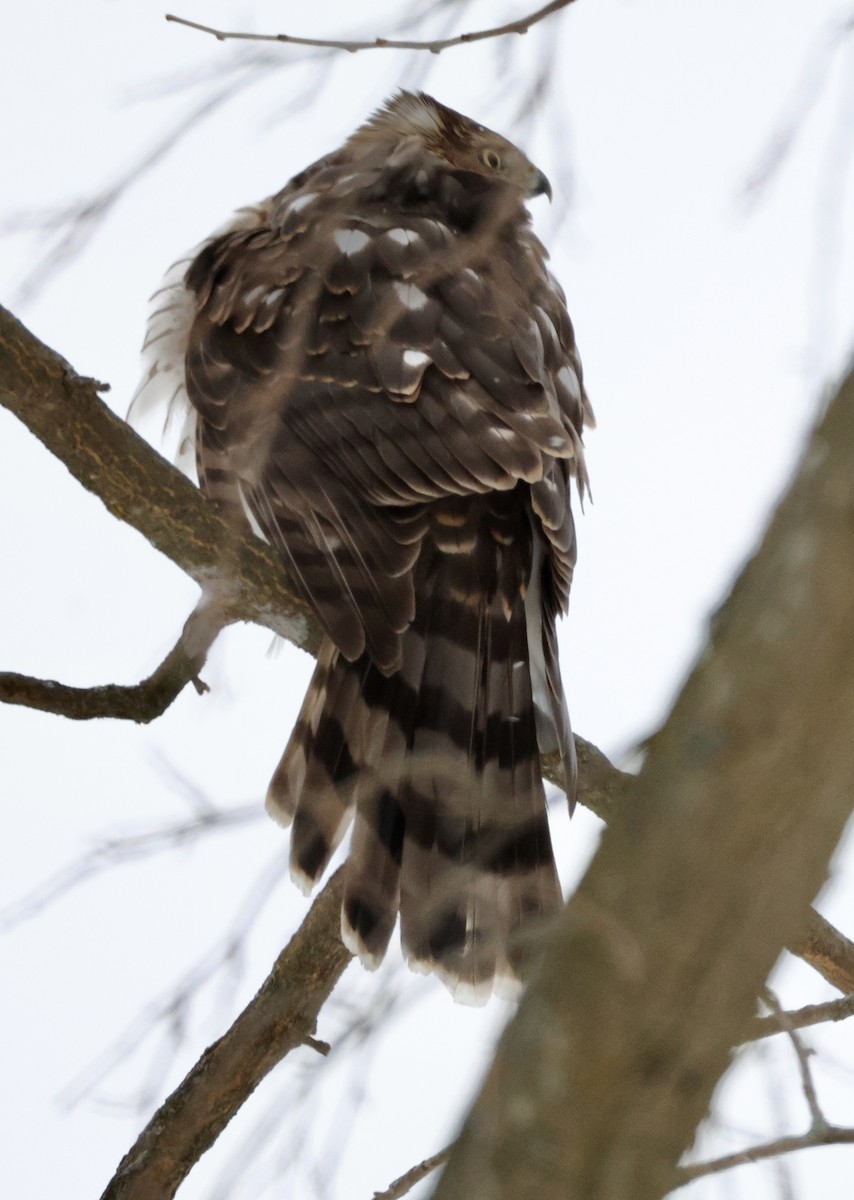 jestřáb americký - ML646841055